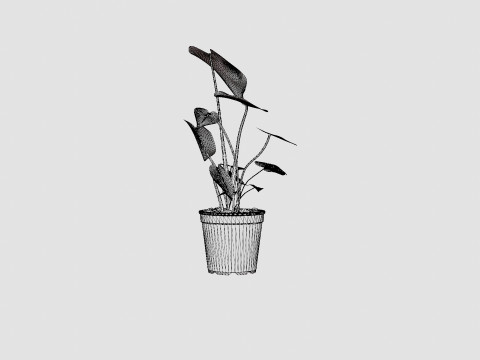 Monstera deliciosa 3D Model