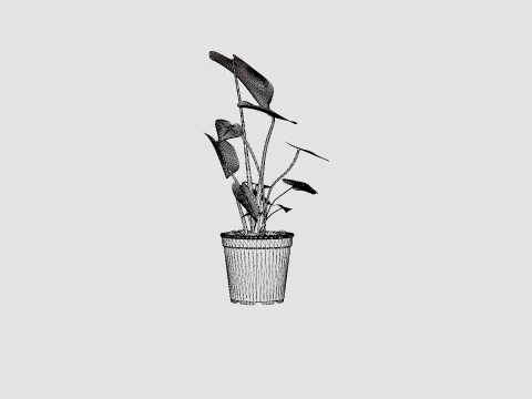 Monstera deliciosa 3D Model