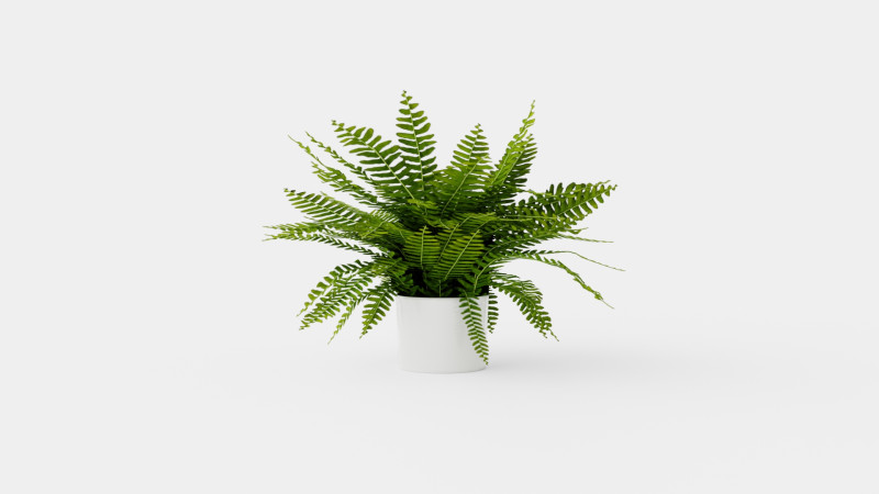 Nephrolepis ex Green Lady Modèle 3D .c4d .max .obj .3ds .fbx .stl .blend 