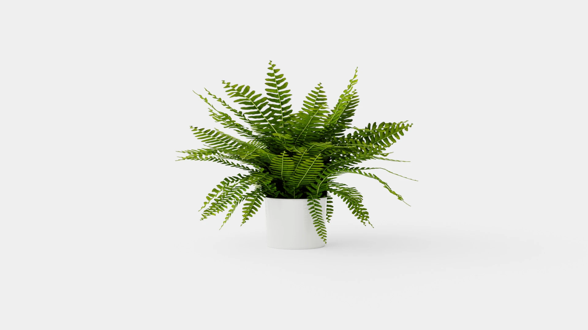 Nephrolepis ex Green Lady 3D Model .c4d .max .obj .3ds .fbx .stl .blend 