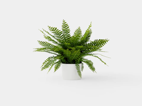 Nephrolepis mantan Wanita Hijau Model 3D