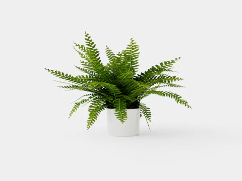 Nephrolepis ex Green Lady 3D Model