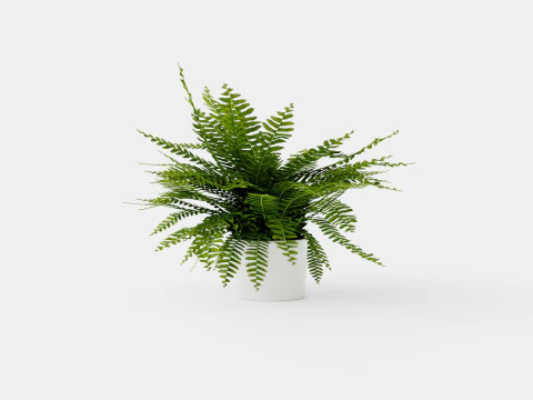 Nephrolepis ex Green Lady 3D Model
