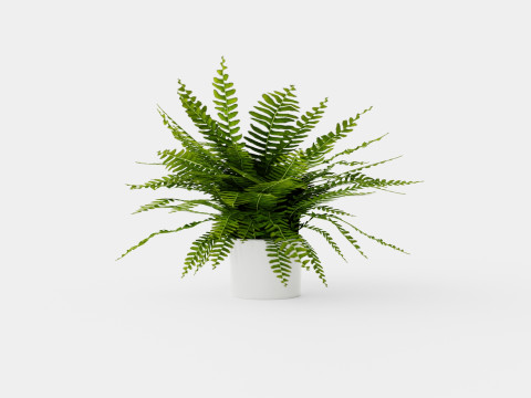 Nephrolepis ex Green Lady Modèle 3D