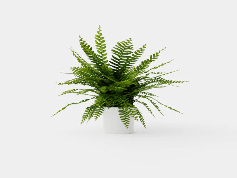 Nephrolepis ex Green Lady 3D Model