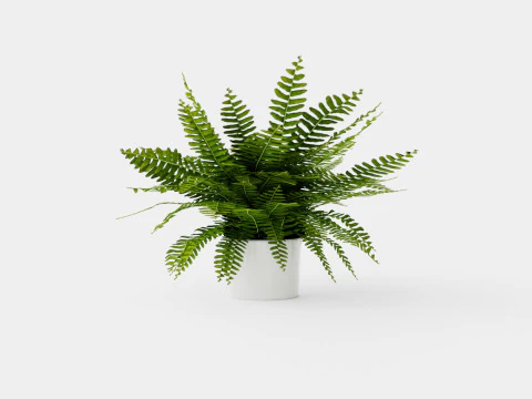 Nephrolepis ex Green Lady 3D Model
