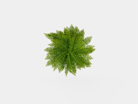 Nephrolepis ex Green Lady Modèle 3D