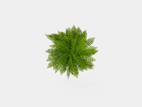 Nephrolepis ex Green Lady 3D Model