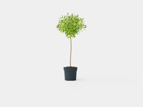 Olea europaea stem 3D Model