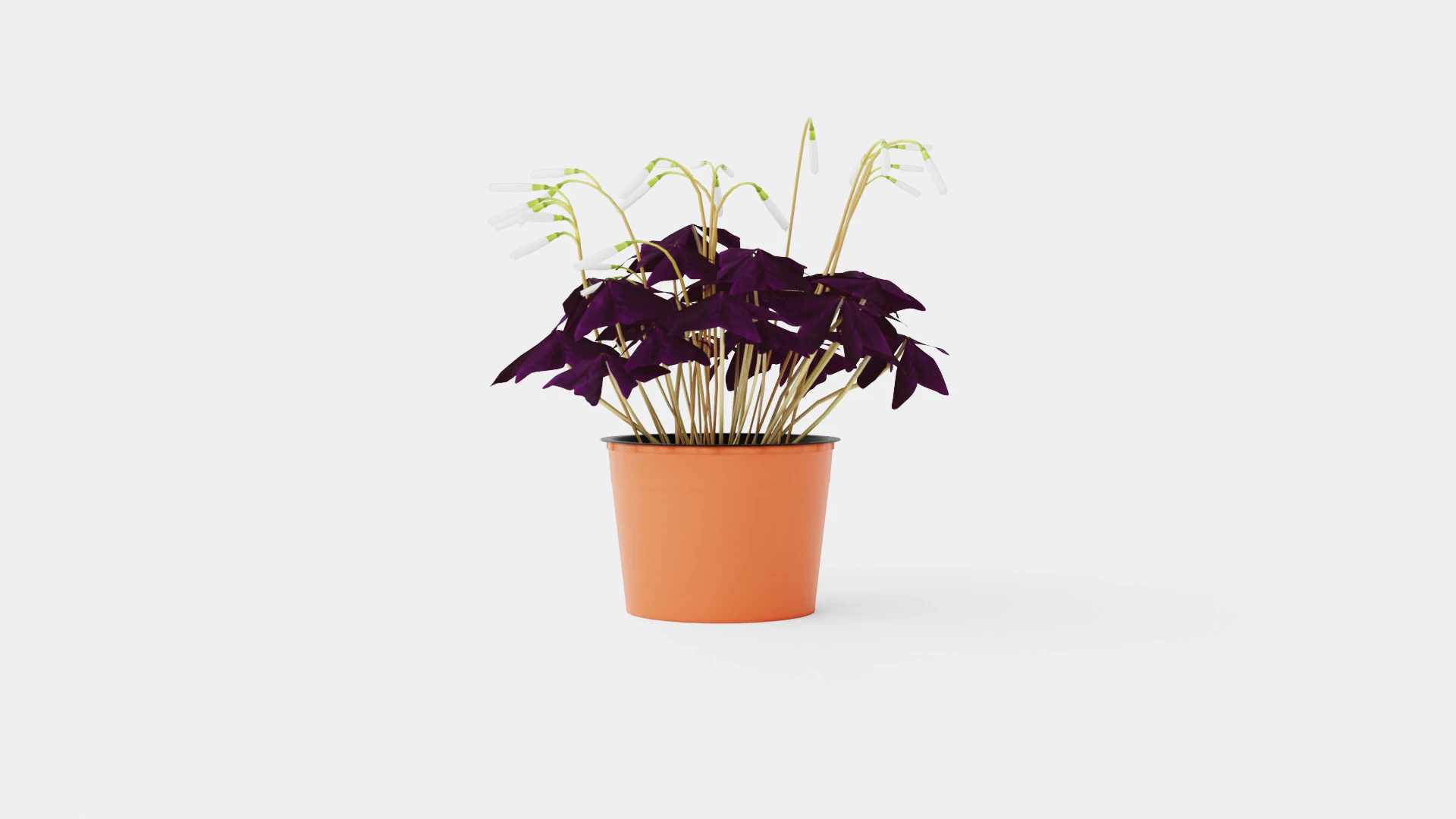 Oxalis triangularis Modelo 3D .c4d .max .obj .3ds .fbx .stl .blend 