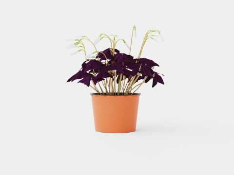 Oxalis triangularis 3D Model