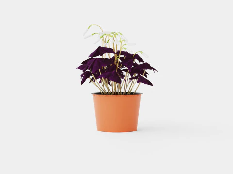 Oxalis triangularis Modelo 3D