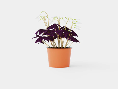 Oxalis triangularis Modelo 3D