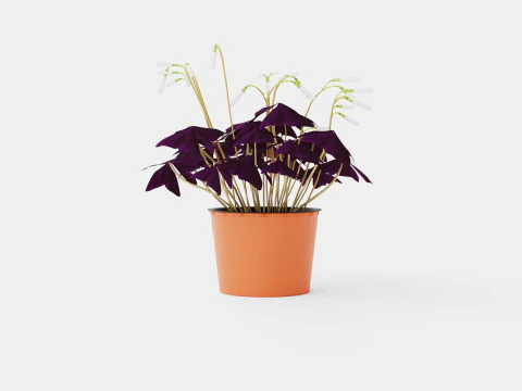 Oxalis triangularis Modelo 3D