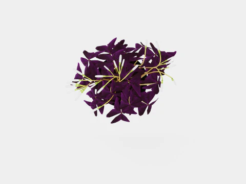 Oxalis triangularis Modelo 3D