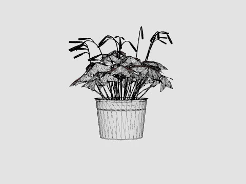 Oxalis triangularis Modelo 3D