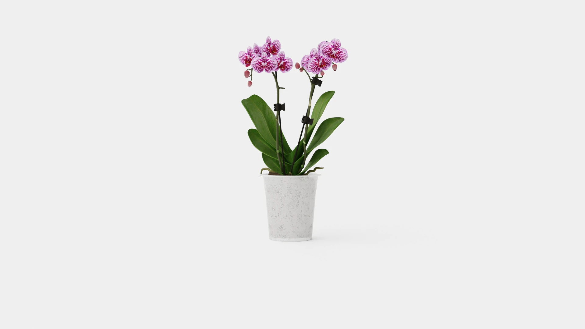 Phalaenopsis hybrid 15 mini flower mix 3D Model .c4d .max .obj .3ds .fbx .stl .blend