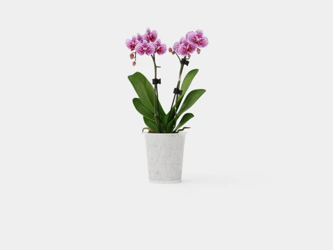 Phalaenopsis hybrid 15 mini flower mix 3D Model