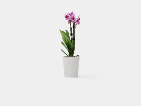 Phalaenopsis hybrid 15 mini flower mix 3D Model