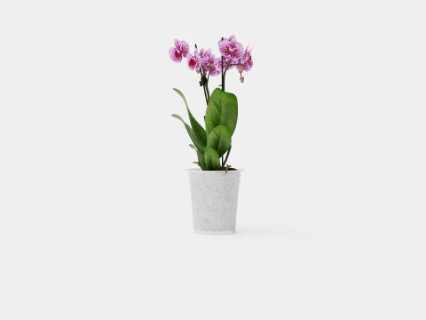 Phalaenopsis hybrid 15 mini flower mix 3D Model