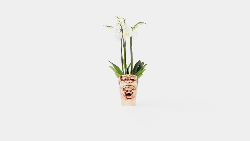 Phalaenopsis hybrid Duetto 4 branch 3Dモデル .c4d .max .obj .3ds .fbx .stl .blend 