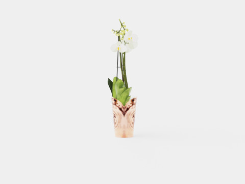 Phalaenopsis hybrid Duetto 4 branch 3Dモデル