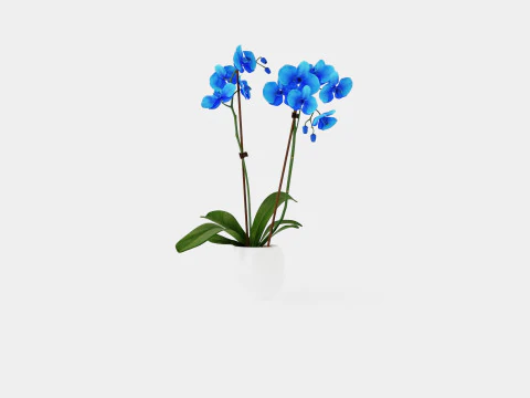 Phalaenopsis hybrid Royal Blue 3D Model