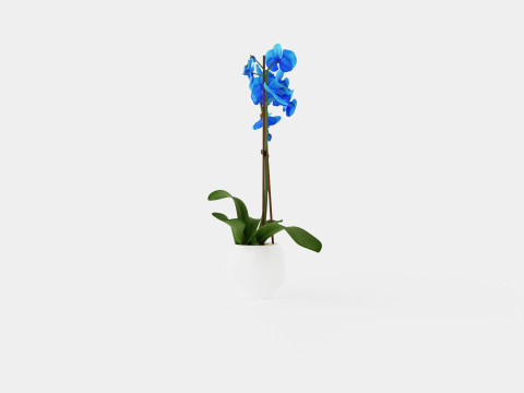 Phalaenopsis hybrid Royal Blue 3D Model