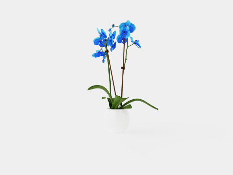 Phalaenopsis hybrid Royal Blue 3D Model