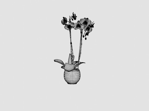 Phalaenopsis hybrid Royal Blue 3D Model