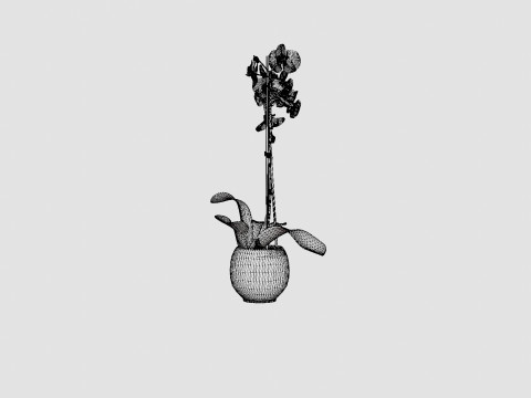 Phalaenopsis hybrid Royal Blue 3D Model