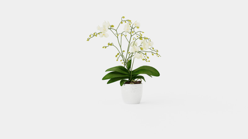 Phalaenopsis hybrid Wild White 3D Model .c4d .max .obj .3ds .fbx .stl .blend 