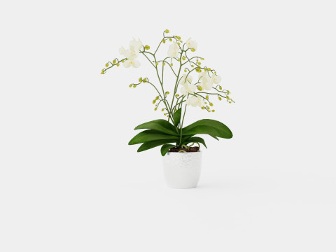 Phalaenopsis hybrid Wild White 3D Model