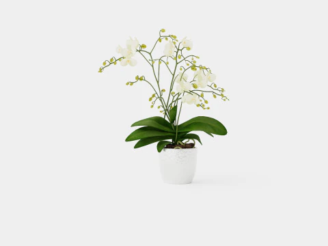 Phalaenopsis-Hybride Wild White 3D Modell