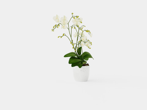 Phalaenopsis hybrid Wild White 3D Model