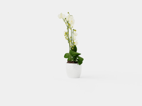 Phalaenopsis hybrid Wild White 3D Model