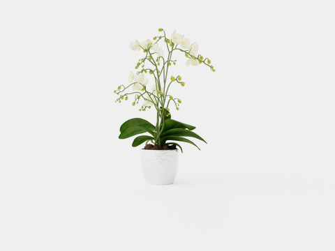 Phalaenopsis hybrid Wild White 3D Model