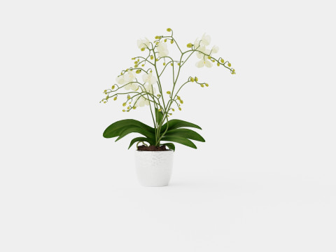 Phalaenopsis hybrid Wild White 3D Model