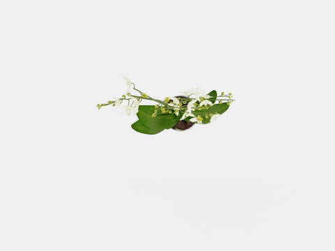 Phalaenopsis hybrid Wild White 3D Model