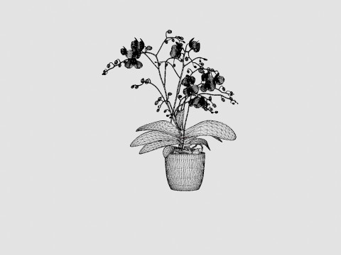Phalaenopsis hybrid Wild White 3D Model