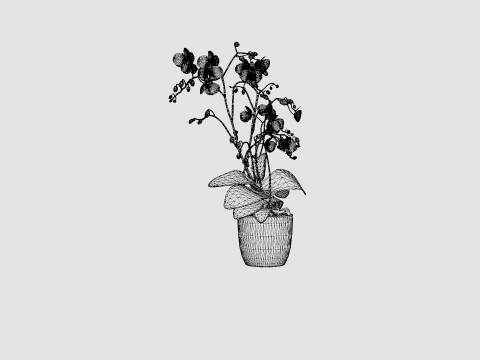 Phalaenopsis hybrid Wild White 3D Model