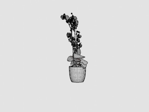 Phalaenopsis hybrid Wild White 3D Model