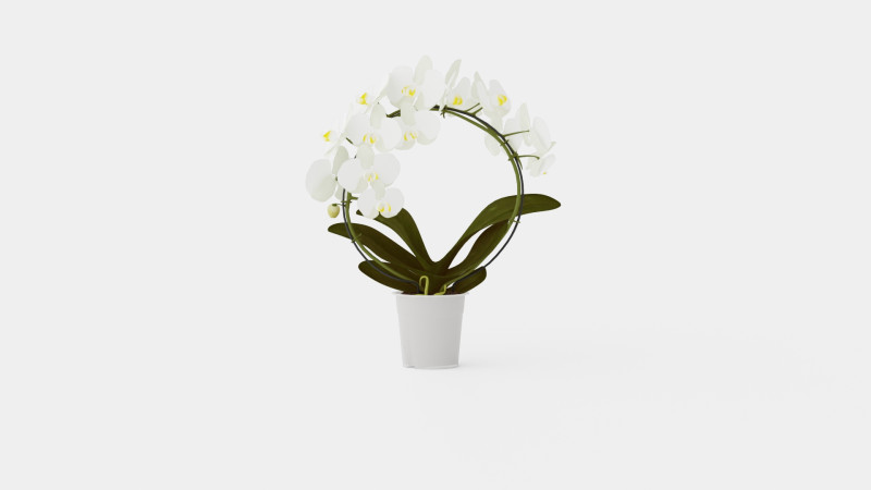Phalaenopsis hybrid bow white Modelo 3D .c4d .max .obj .3ds .fbx .stl .blend 