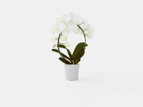 Phalaenopsis hybrid bow white Modelo 3D