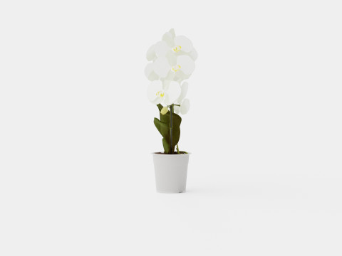 Phalaenopsis hybrid bow white Modelo 3D