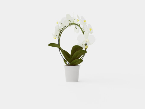Phalaenopsis hybrid bow white Modelo 3D