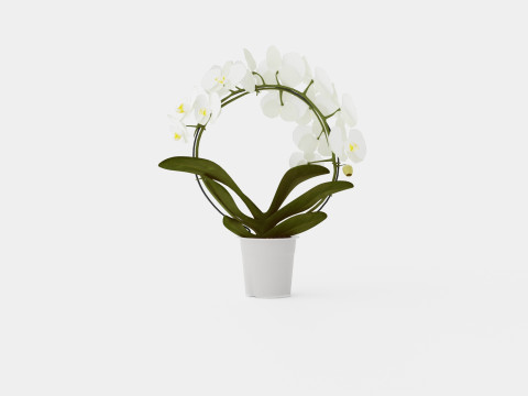Phalaenopsis hybrid bow white Modelo 3D