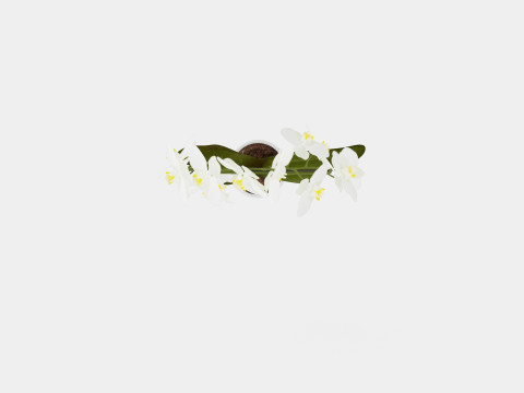 Phalaenopsis hybrid bow white Modelo 3D