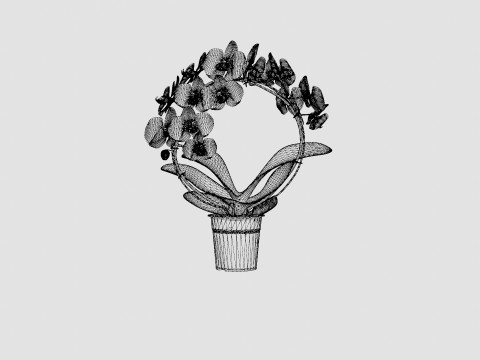 Phalaenopsis hybrid bow white Modelo 3D