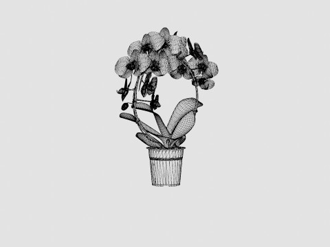 Phalaenopsis hybrid bow white Modelo 3D